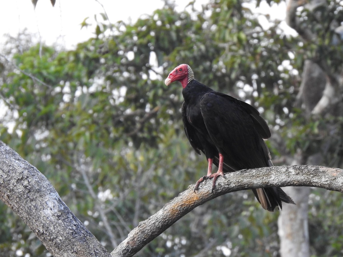 Turkey Vulture - Avery Bartels