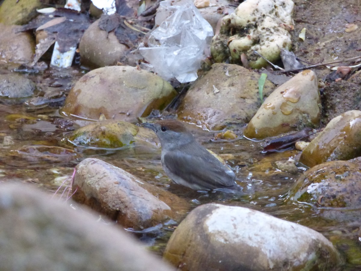 Eurasian Blackcap - ML323127261