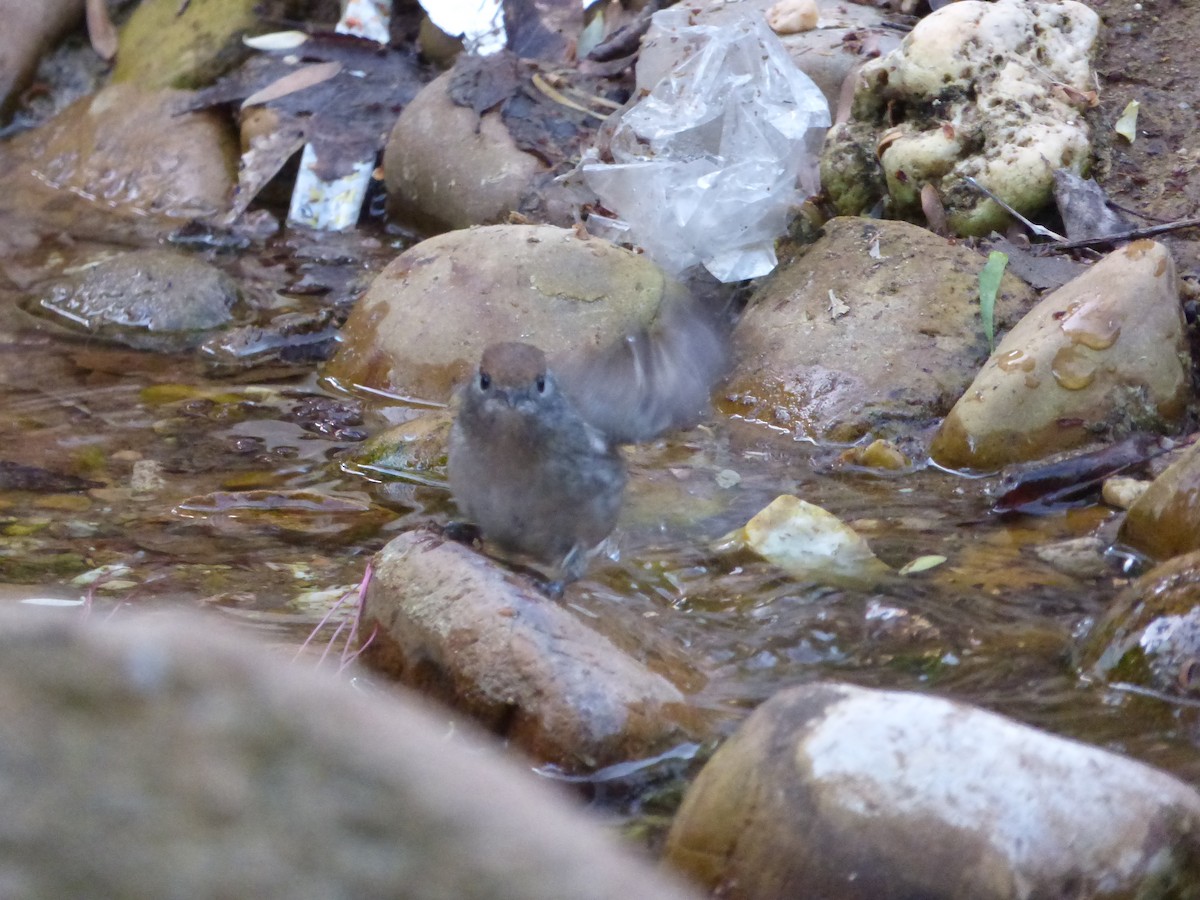 Eurasian Blackcap - ML323127271