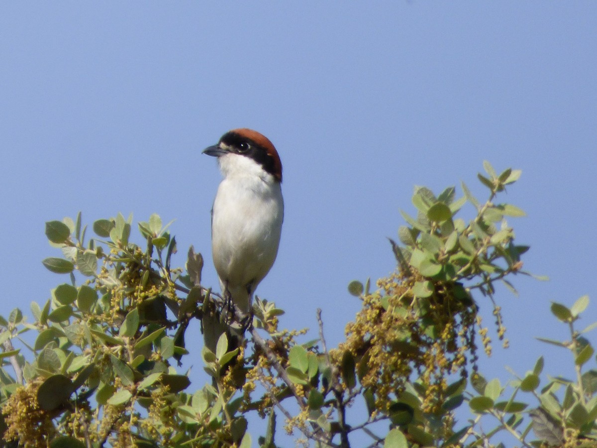 Woodchat Shrike - ML323127411