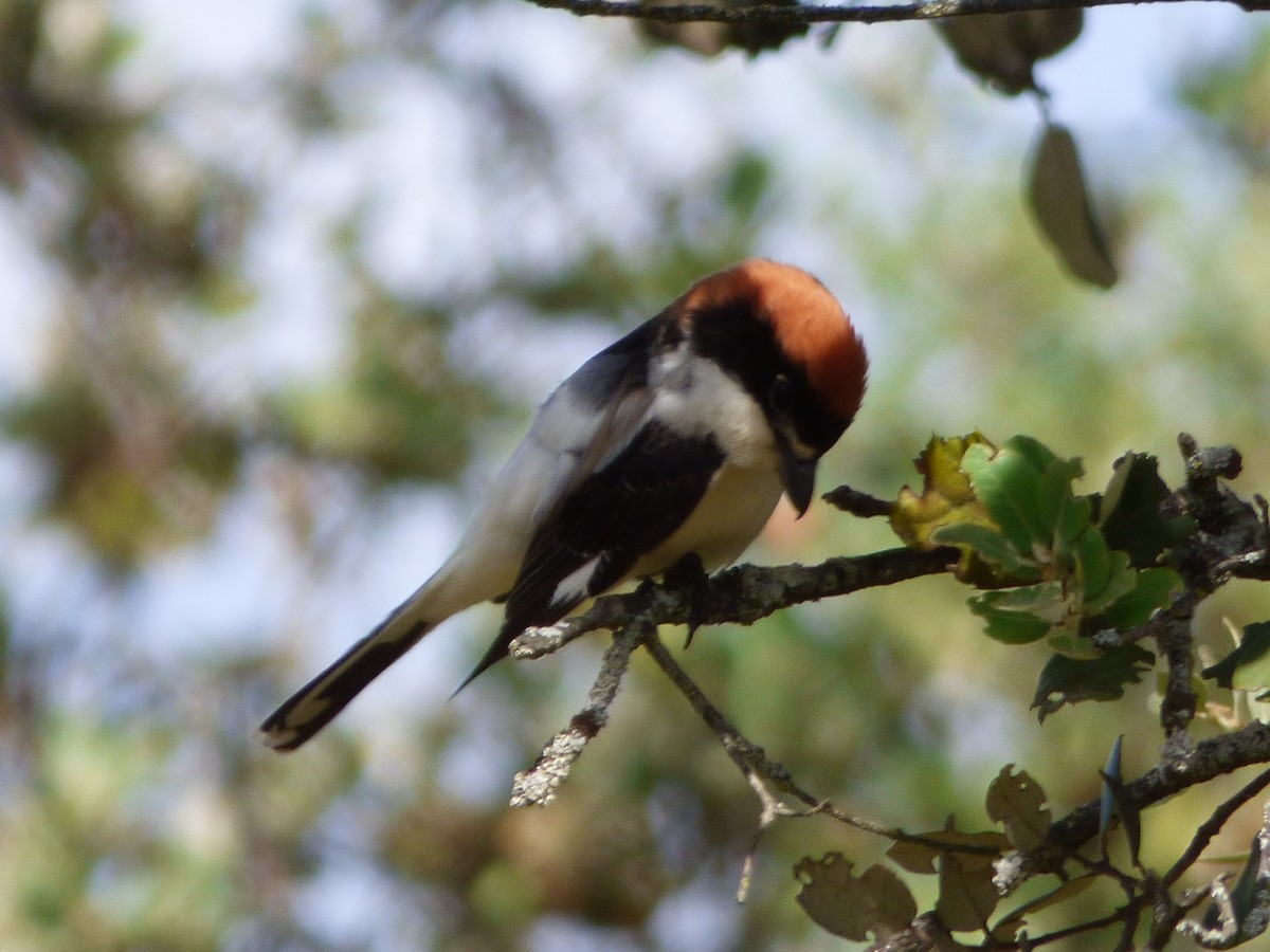 Woodchat Shrike - ML323127431