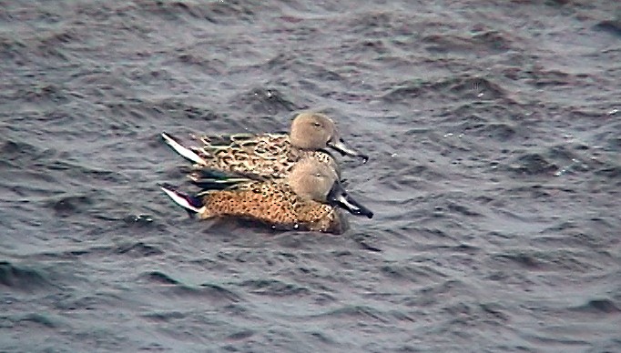 Red Shoveler - ML323130171