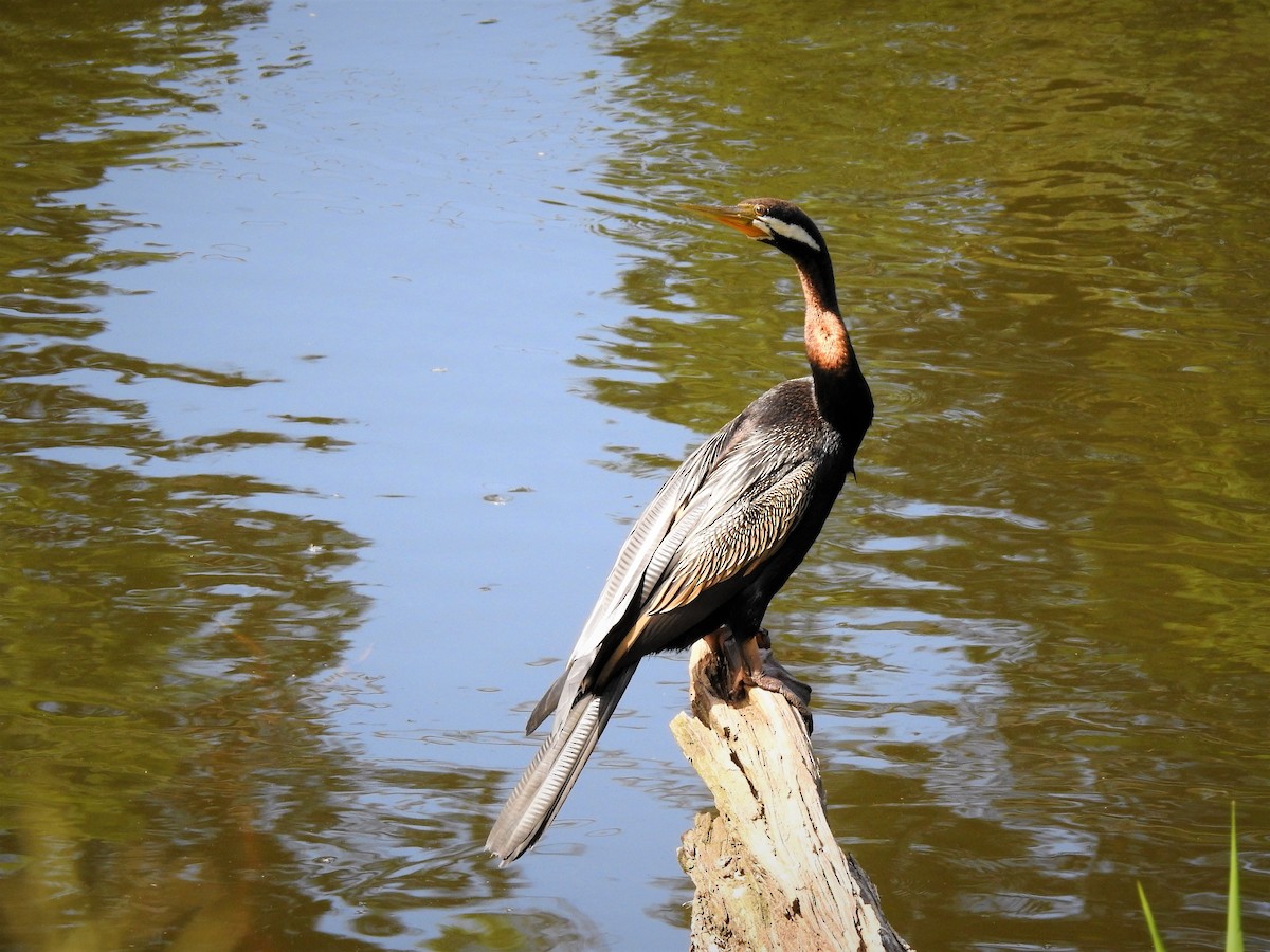 Australasian Darter - ML323130181
