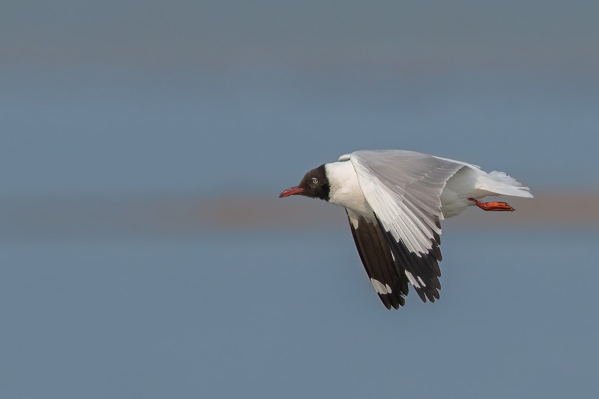 Brown-headed Gull - ML323130191