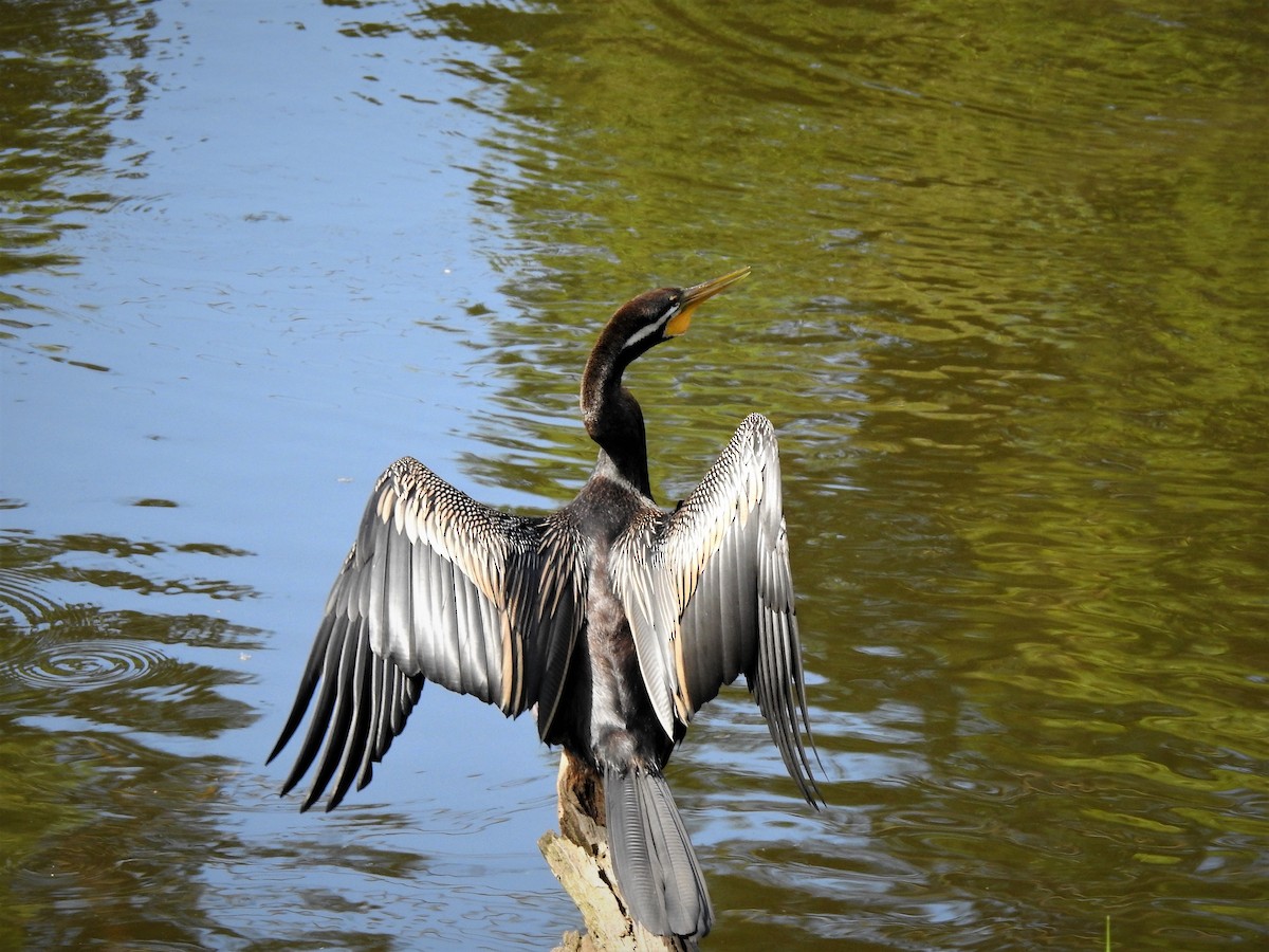 Australasian Darter - ML323130221