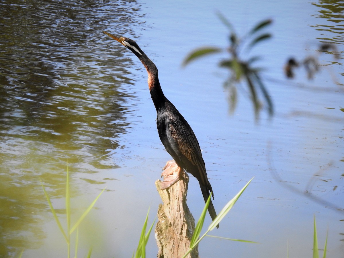 Australasian Darter - ML323130231
