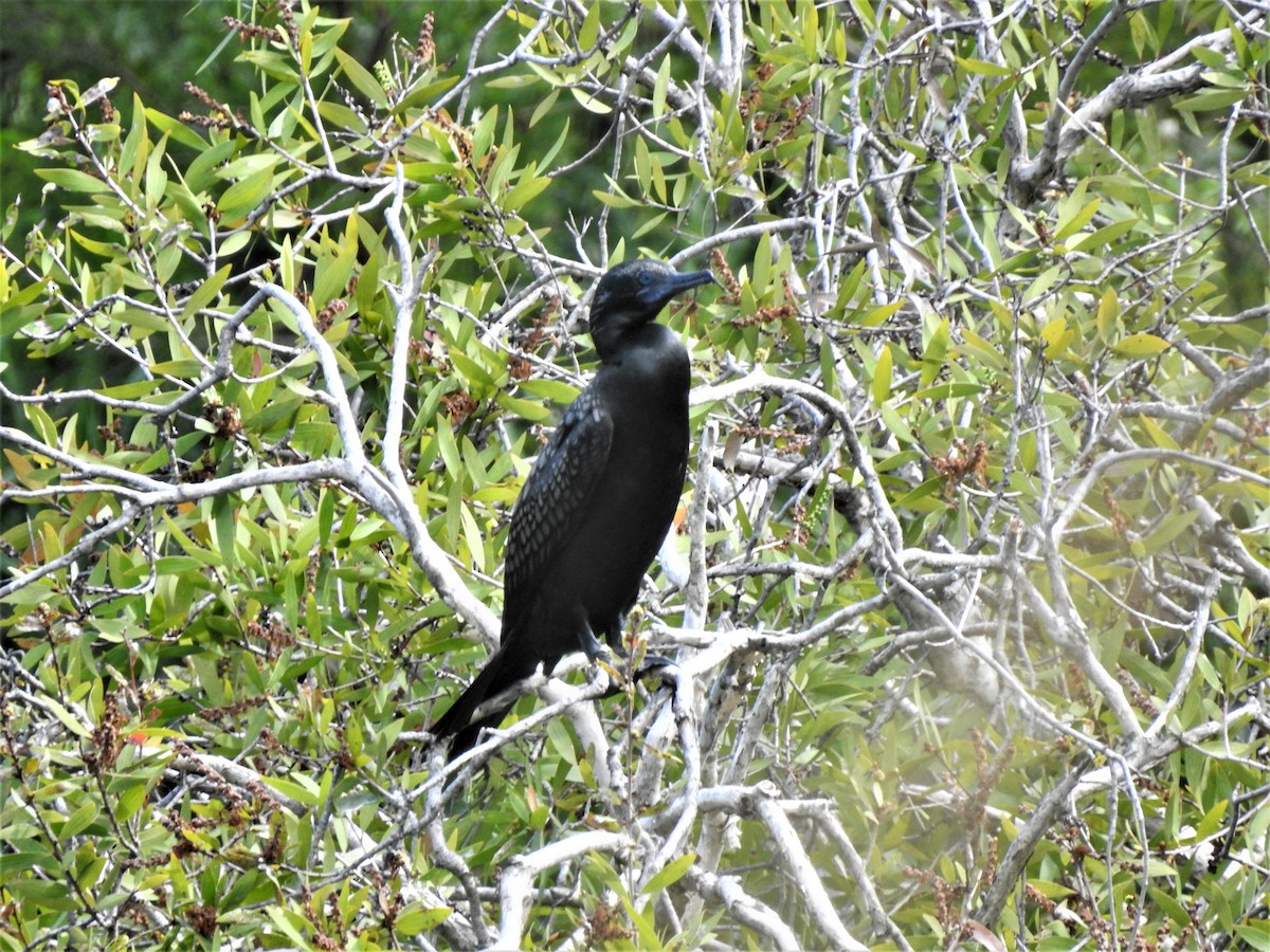 Little Black Cormorant - ML323130331