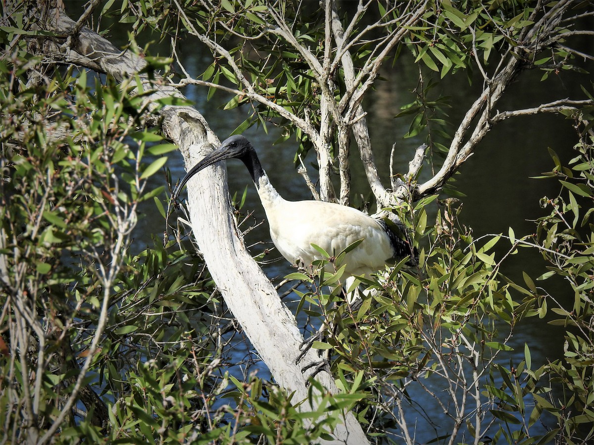 Australian Ibis - ML323130541