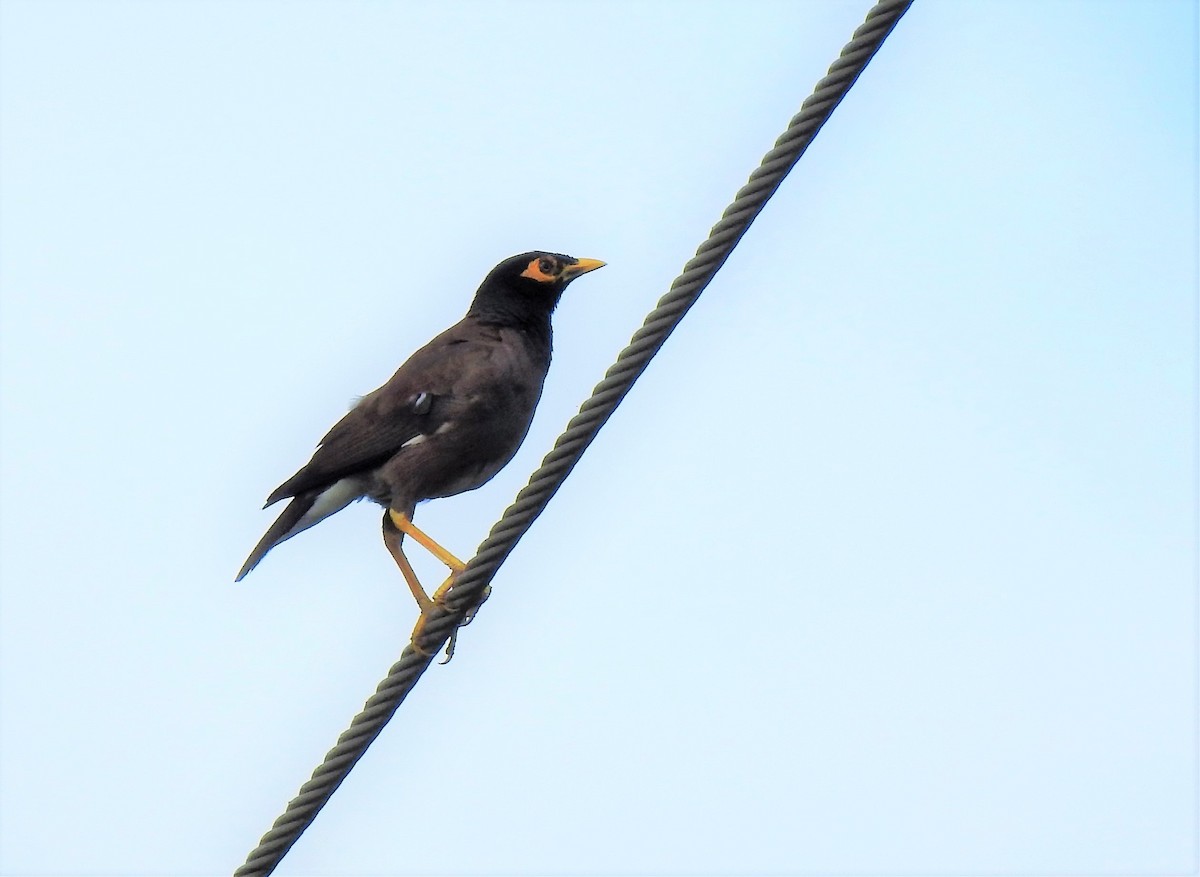 Common Myna - ML323131371