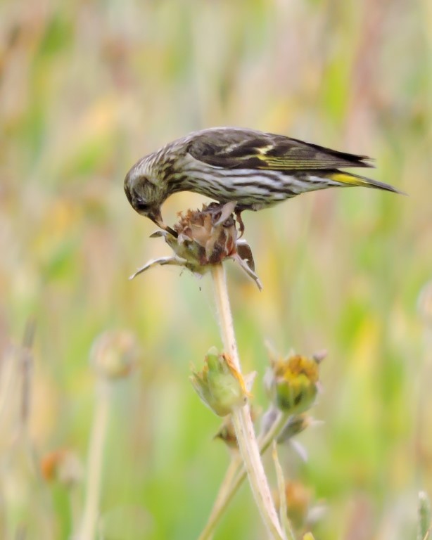 Pine Siskin - ML32313161