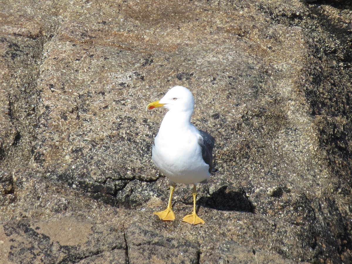 Gaviota Sombría - ML323131691