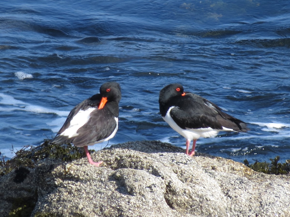 Eurasian Oystercatcher - ML323132231