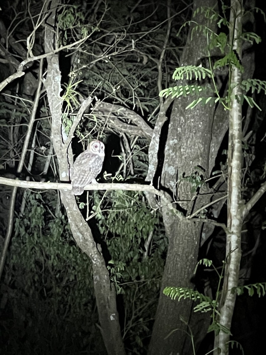Mottled Wood-Owl - ML323132441