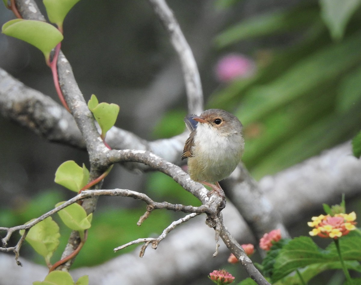 Red-backed Fairywren - ML323132451