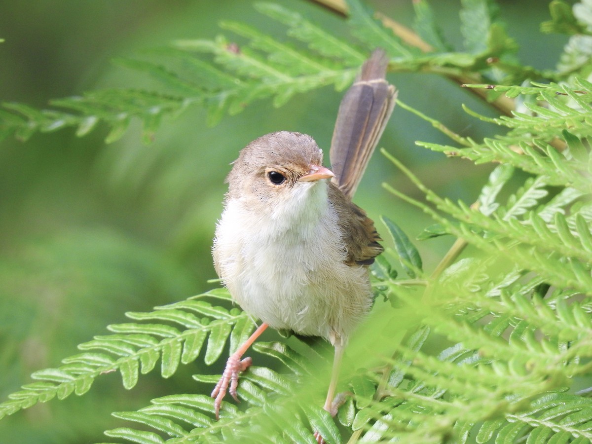 Red-backed Fairywren - ML323132461