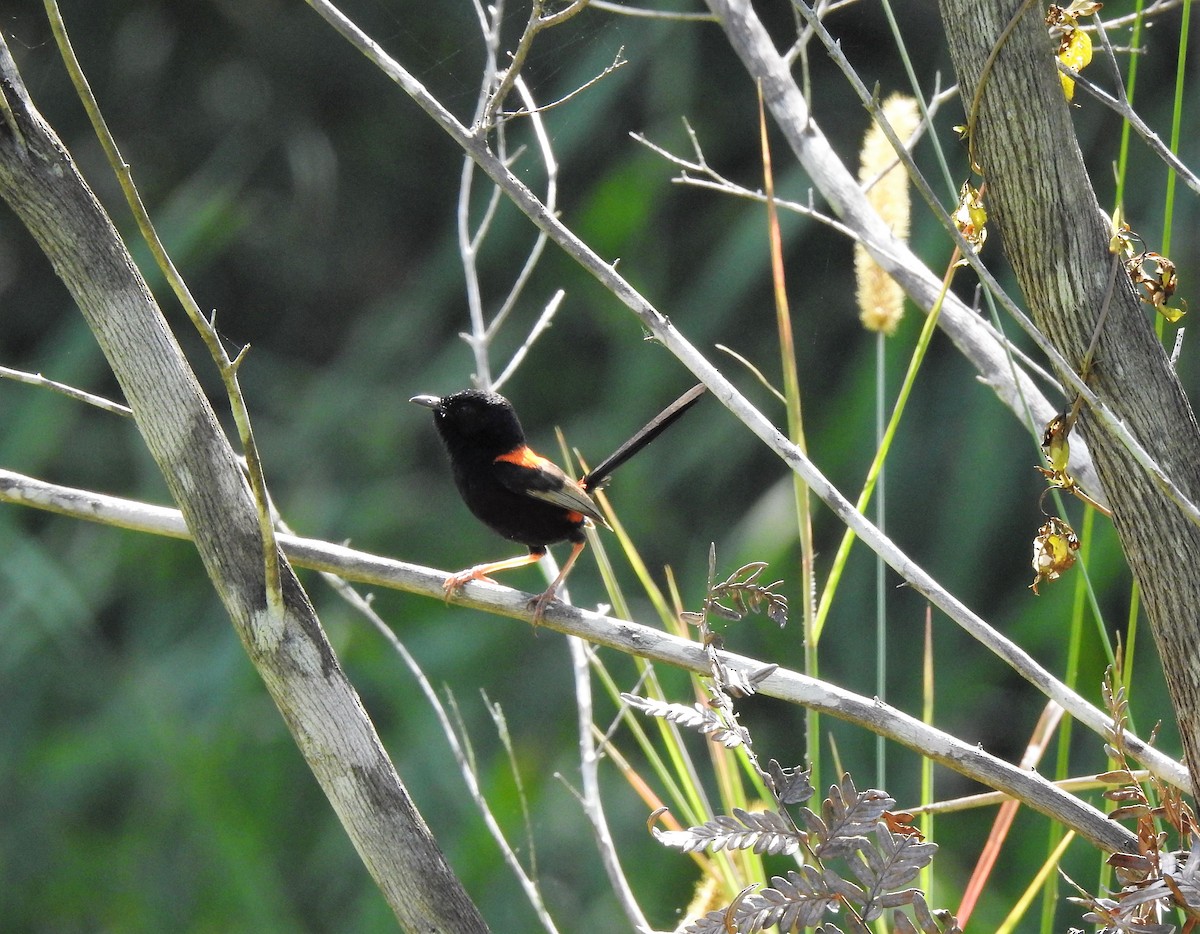 Red-backed Fairywren - ML323132481