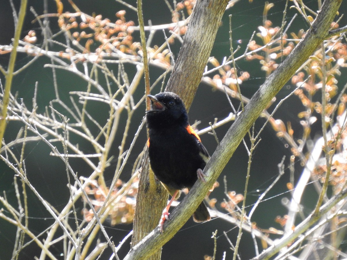 Red-backed Fairywren - ML323132491