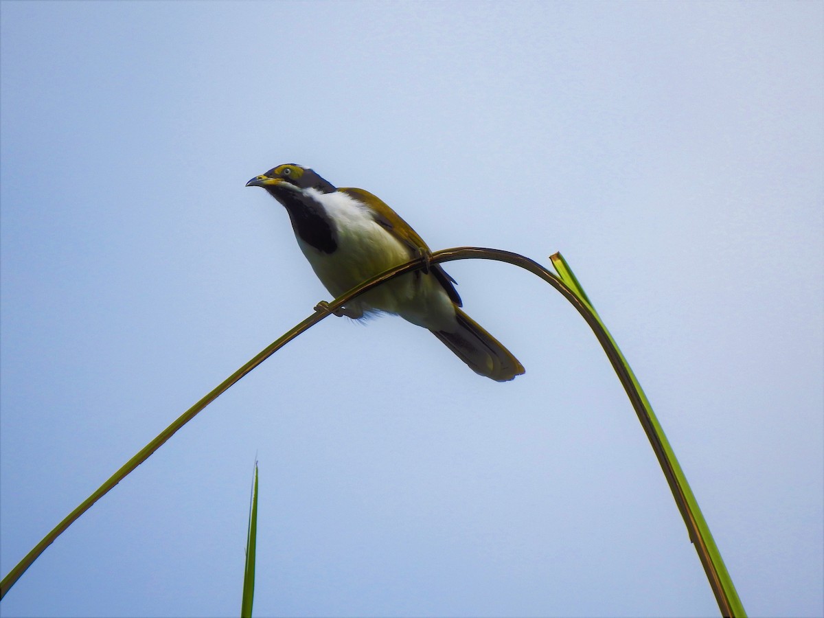Blue-faced Honeyeater - ML323132541