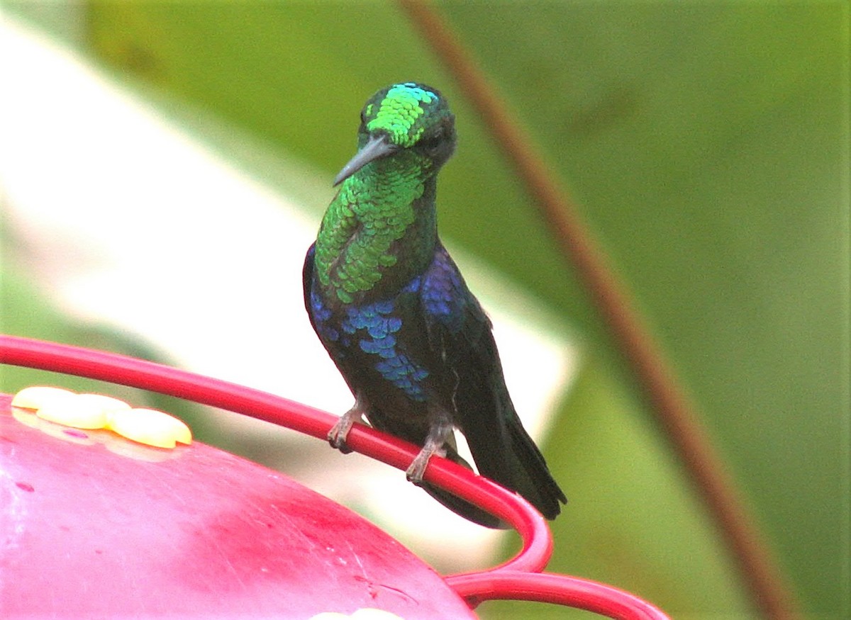Crowned Woodnymph (Green-crowned/Emerald-bellied) - ML323132801