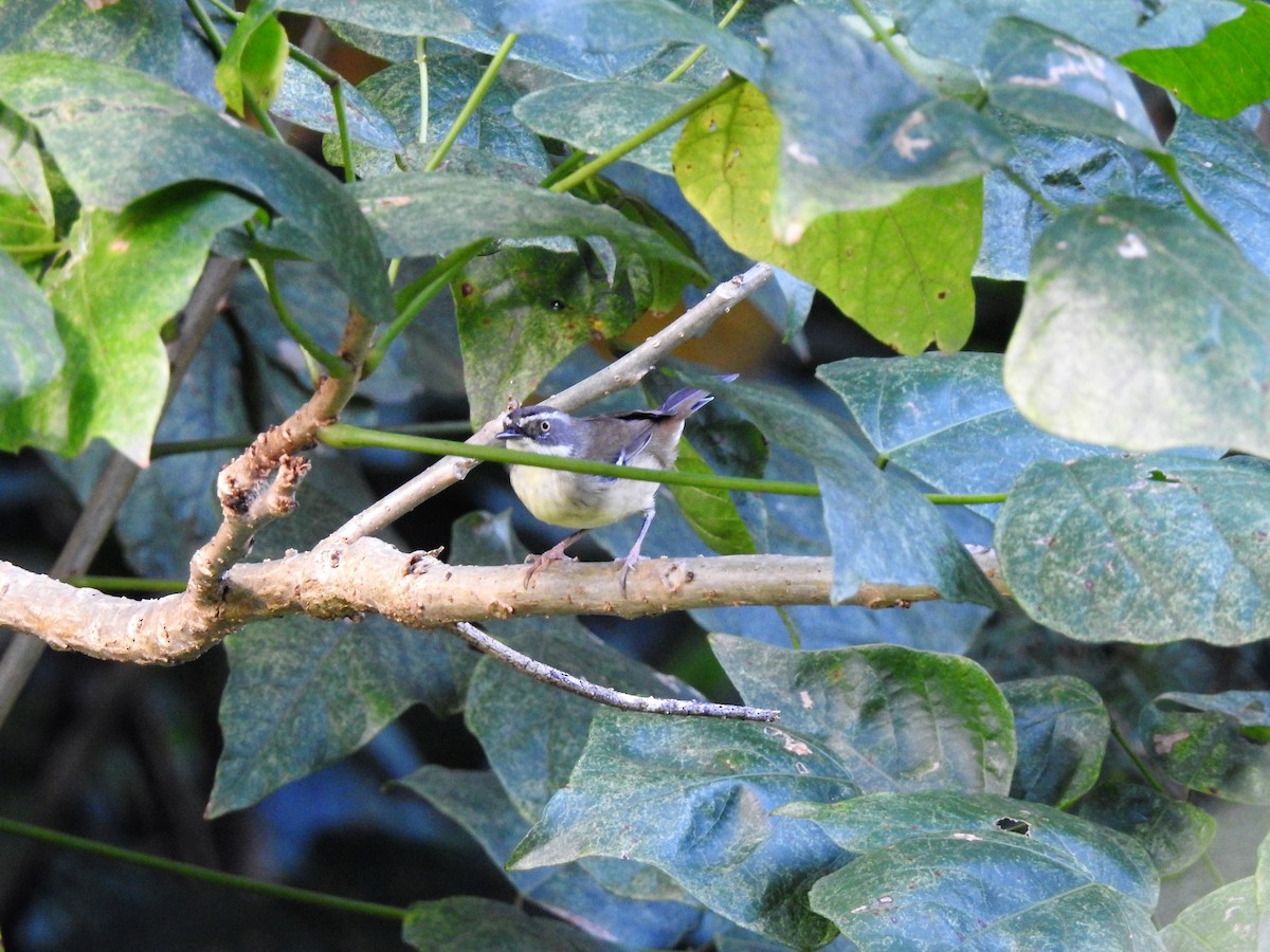 White-browed Scrubwren - ML323132941