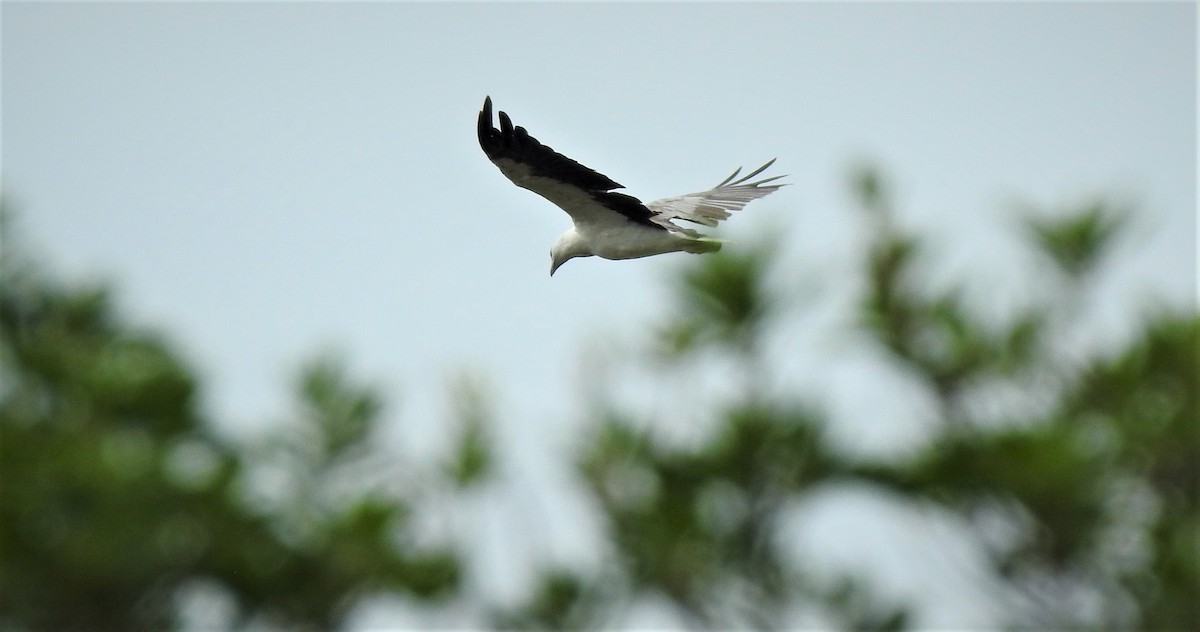 White-bellied Sea-Eagle - ML323133581