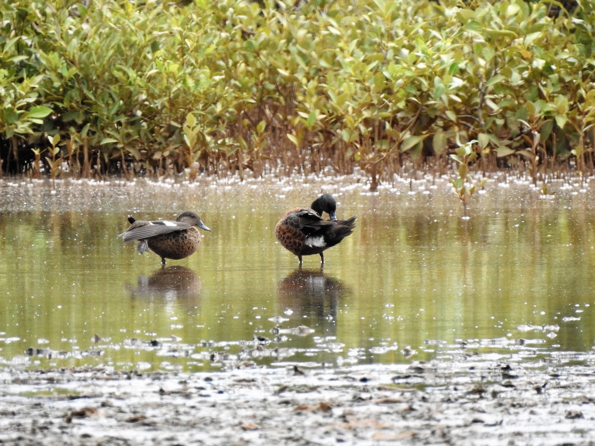 Chestnut Teal - ML323133681