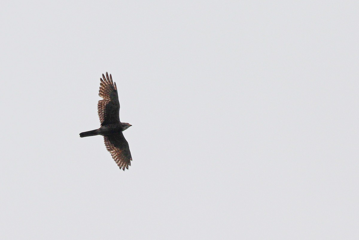 Gray-faced Buzzard - ML323135451