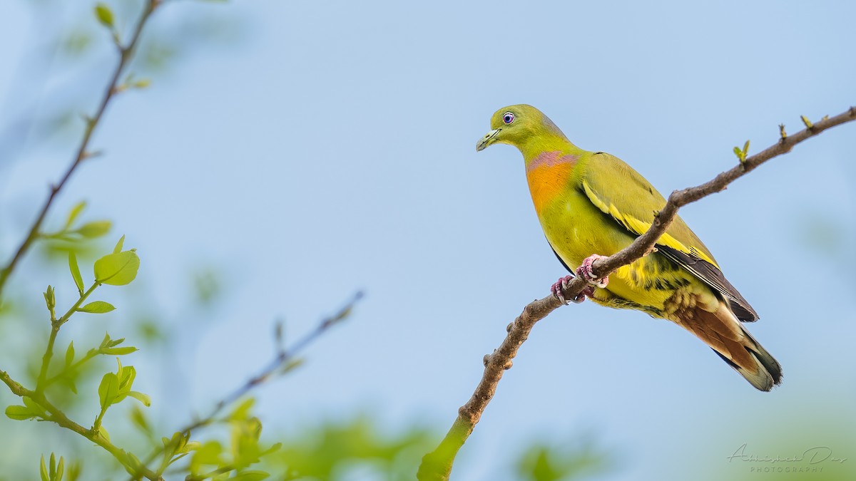 Orange-breasted Green-Pigeon - ML323135741