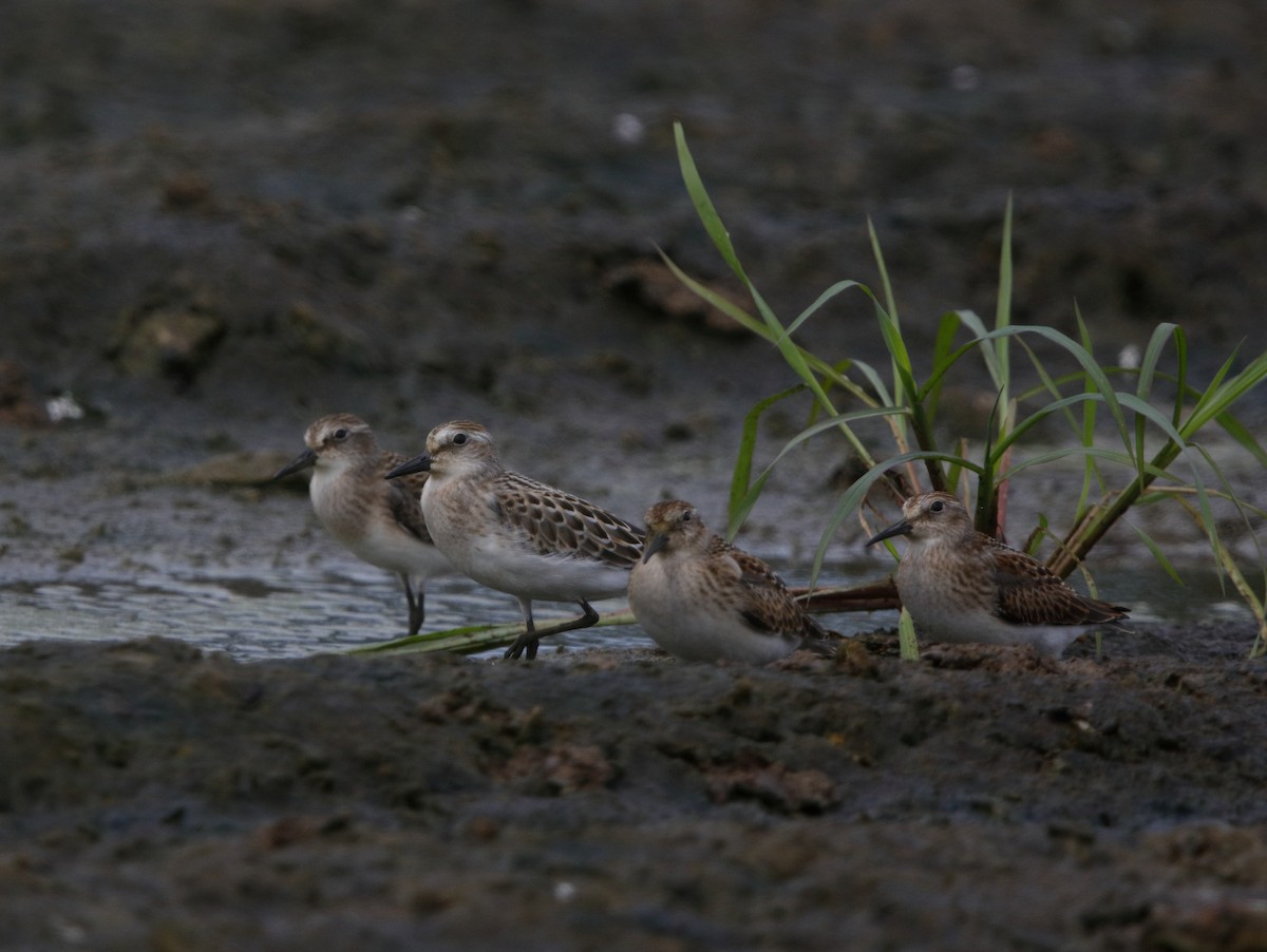 Least Sandpiper - ML32313581