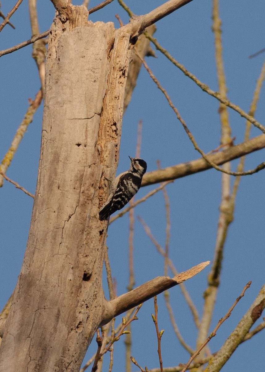 Lesser Spotted Woodpecker - ML323135911