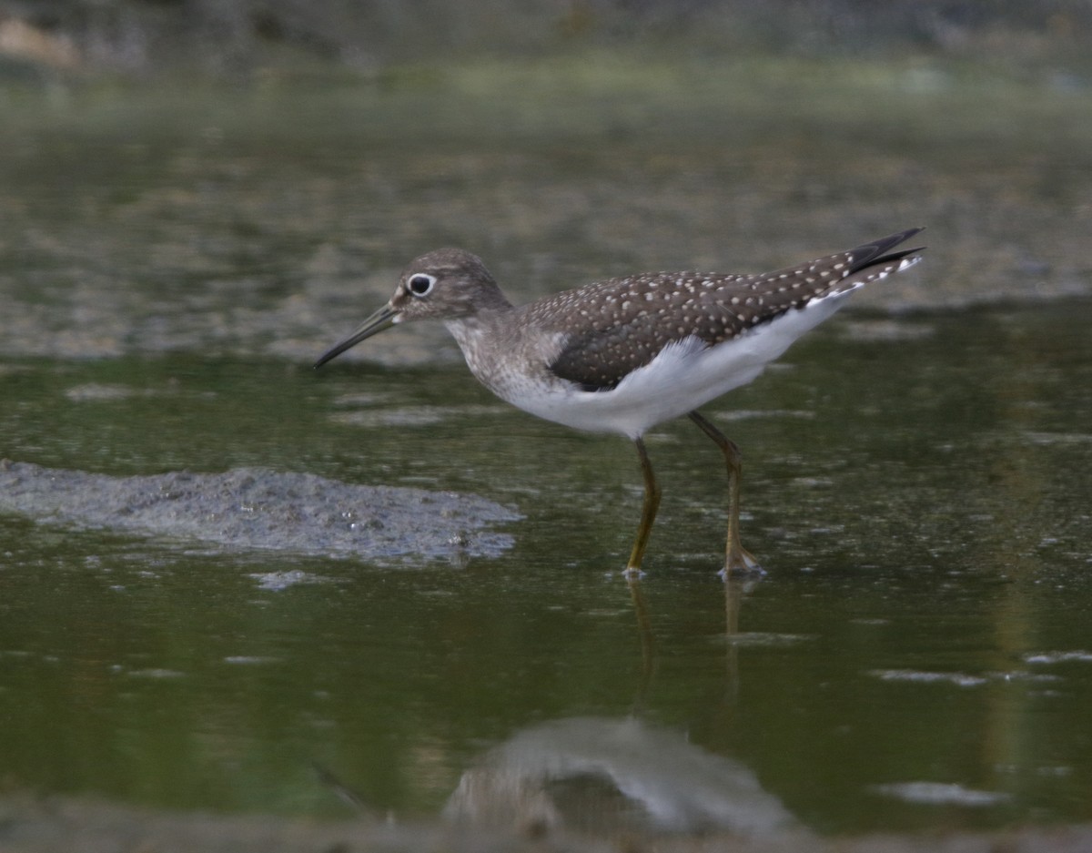 Solitary Sandpiper - ML32313621