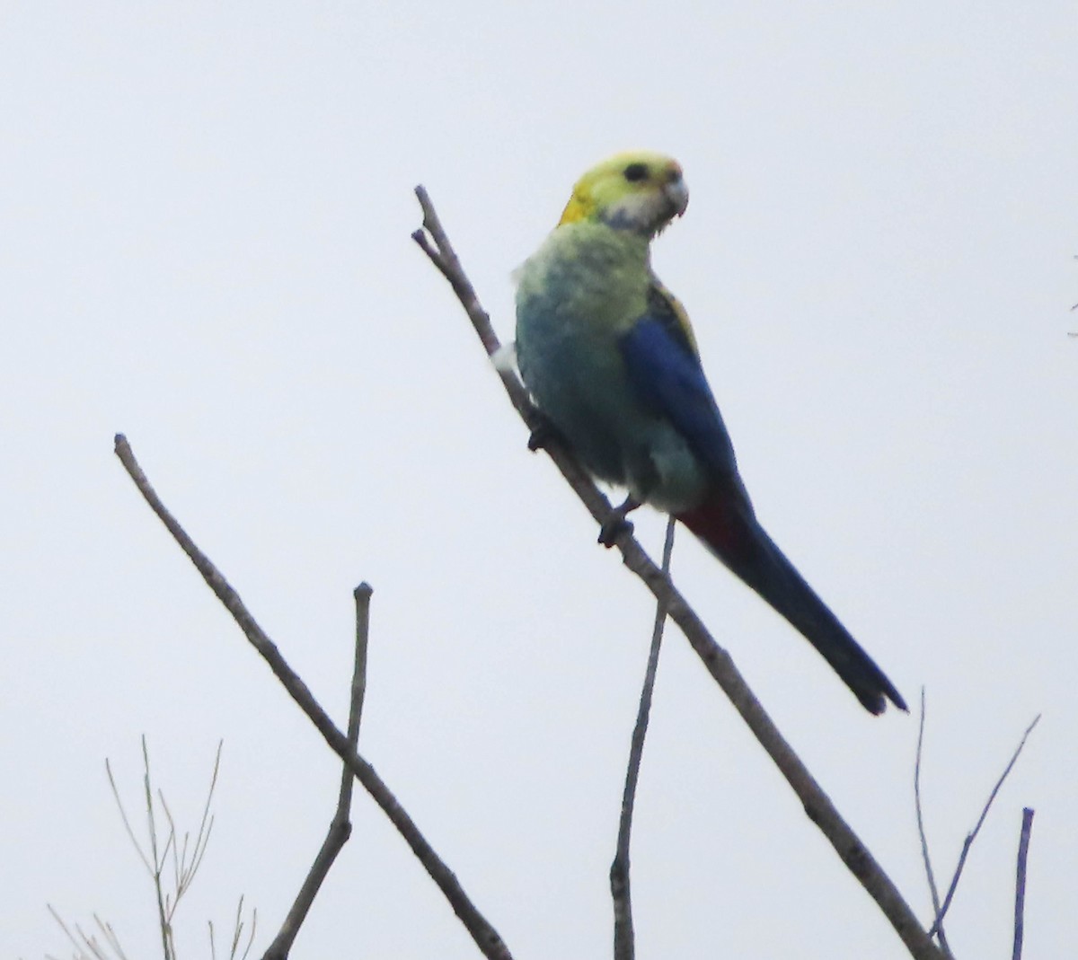 Pale-headed Rosella - ML323136641