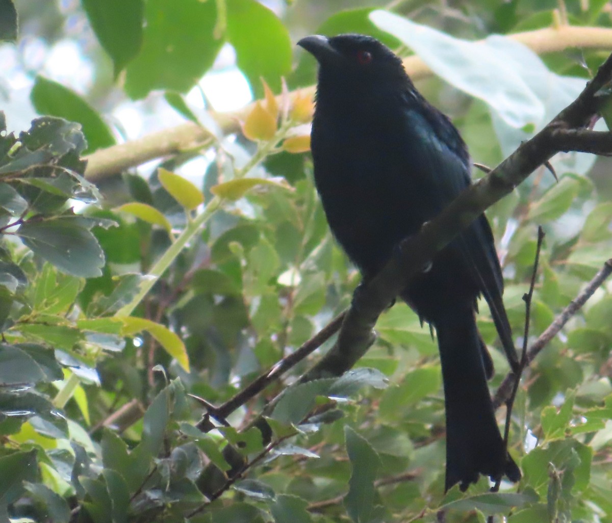 Spangled Drongo - ML323136691