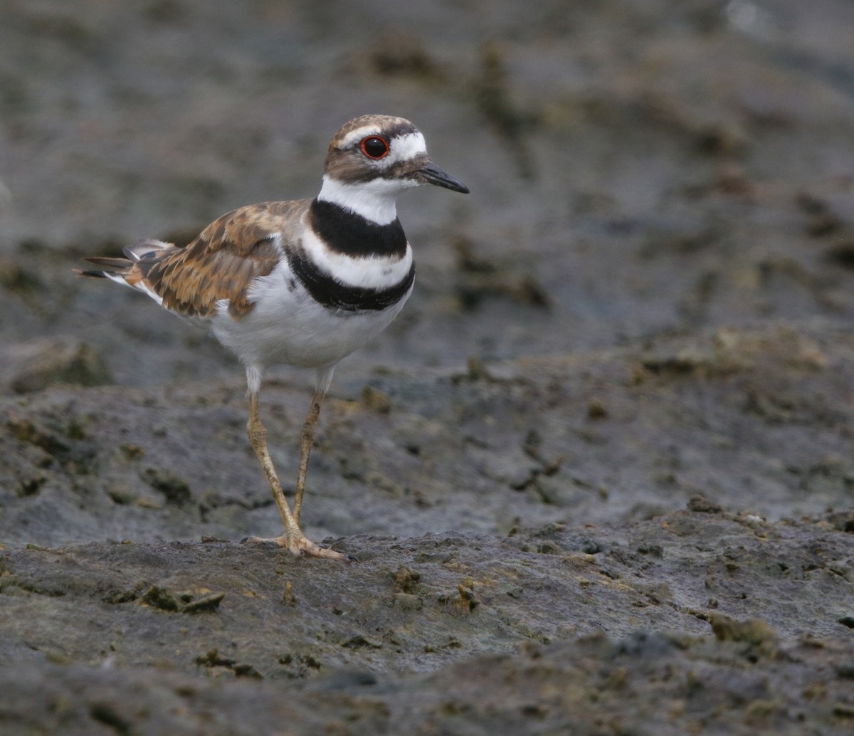 Killdeer - ML32313671