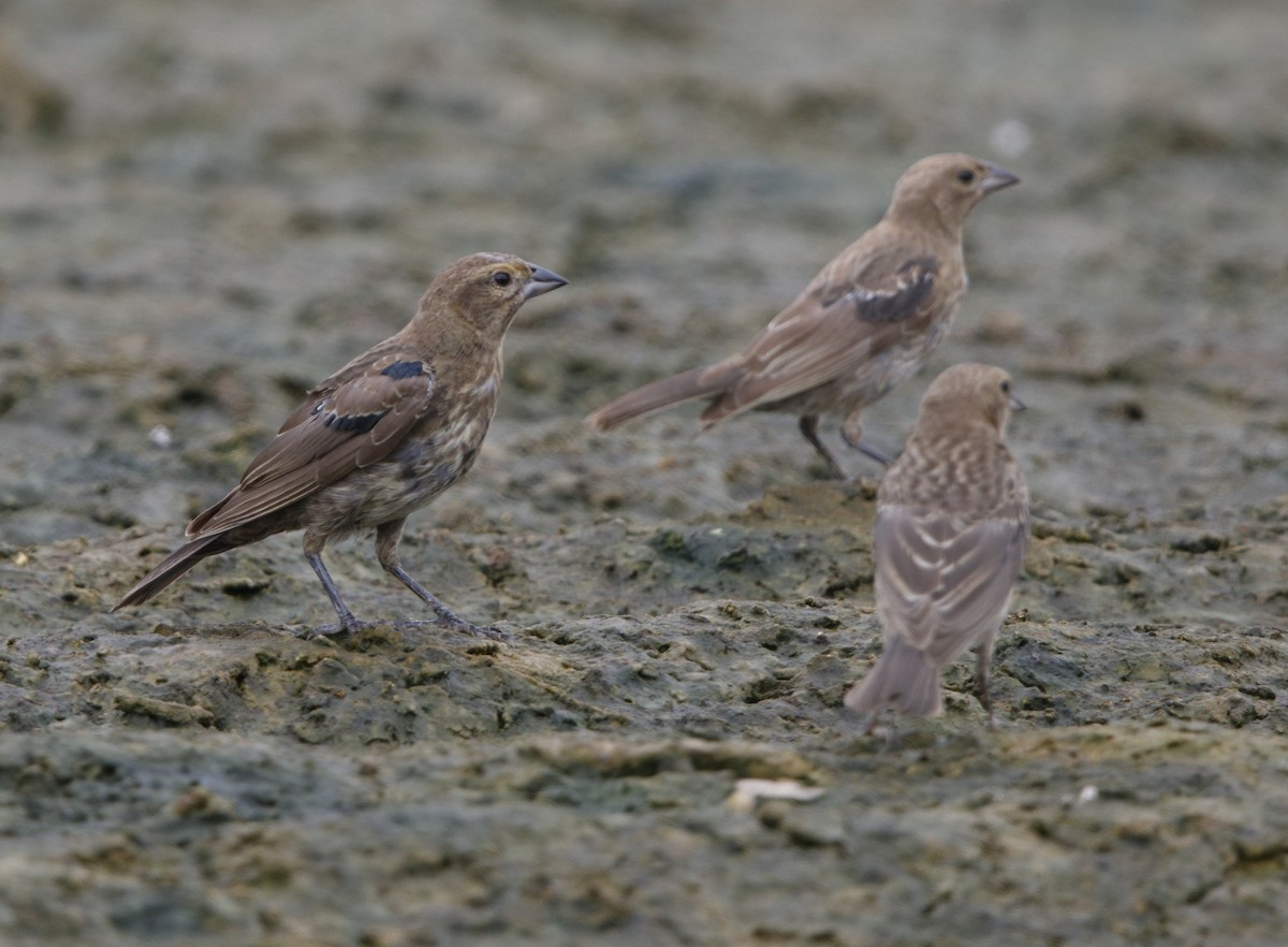 Brown-headed Cowbird - ML32313701