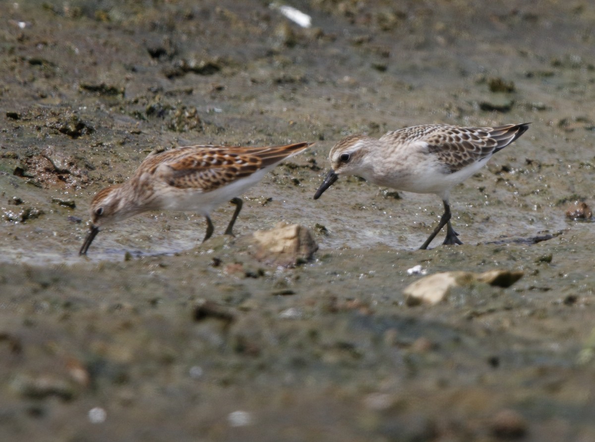 Semipalmated Sandpiper - ML32313731