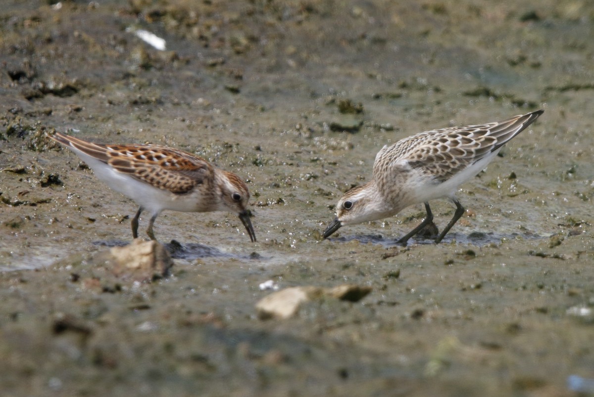Semipalmated Sandpiper - ML32313751
