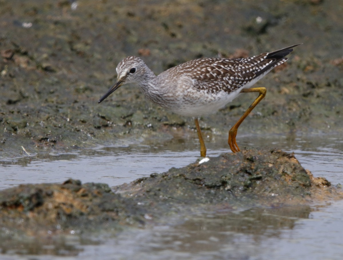 Lesser Yellowlegs - ML32313811