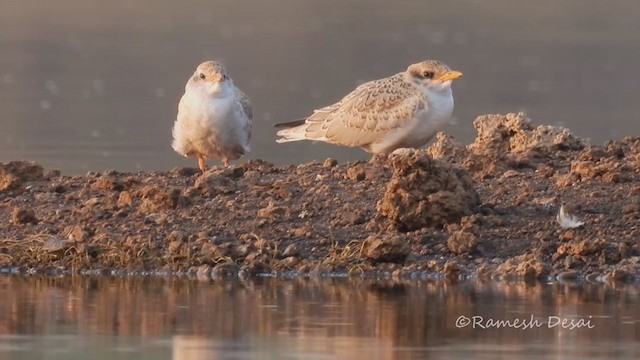 カワアジサシ - ML323138691