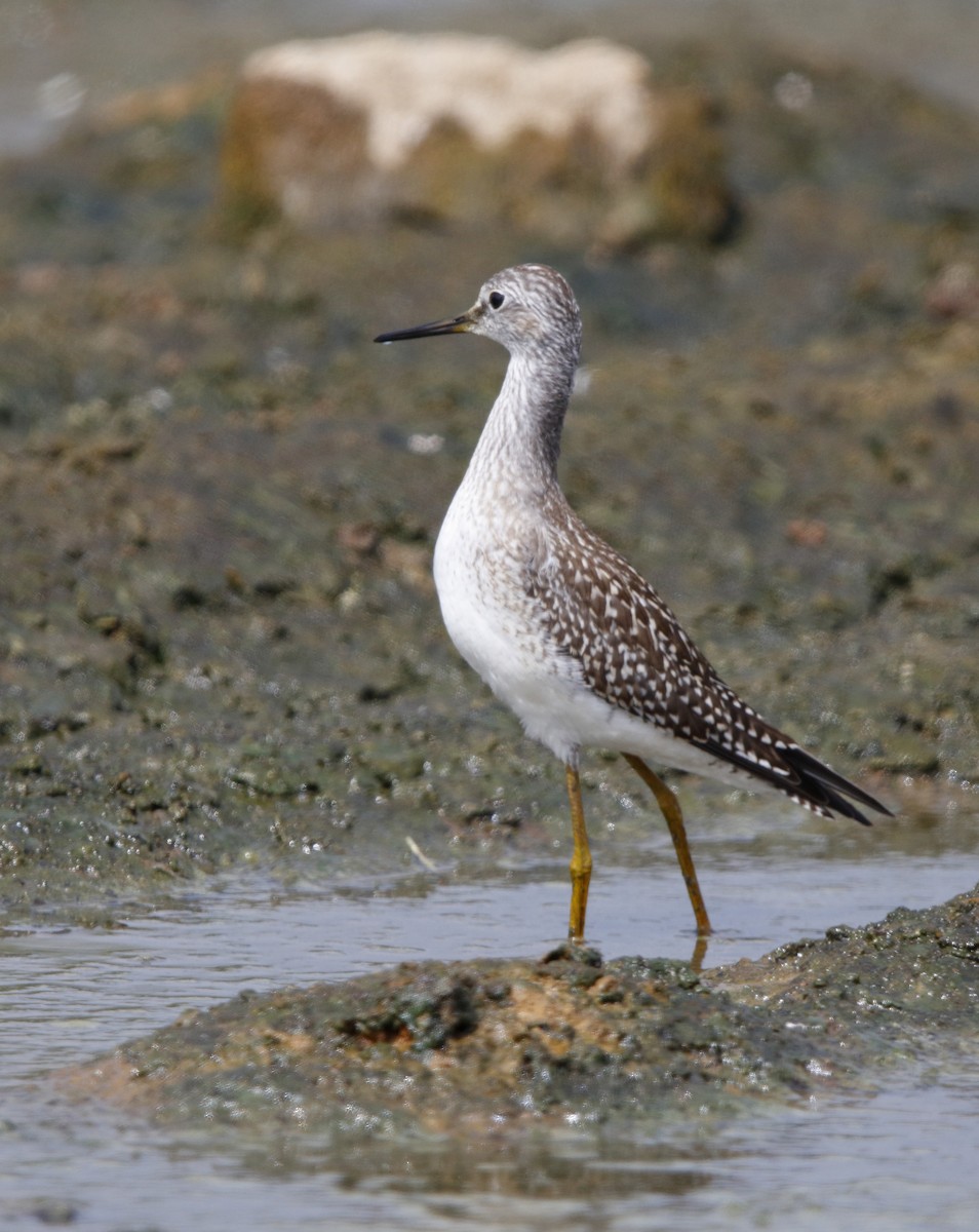 Lesser Yellowlegs - ML32314121