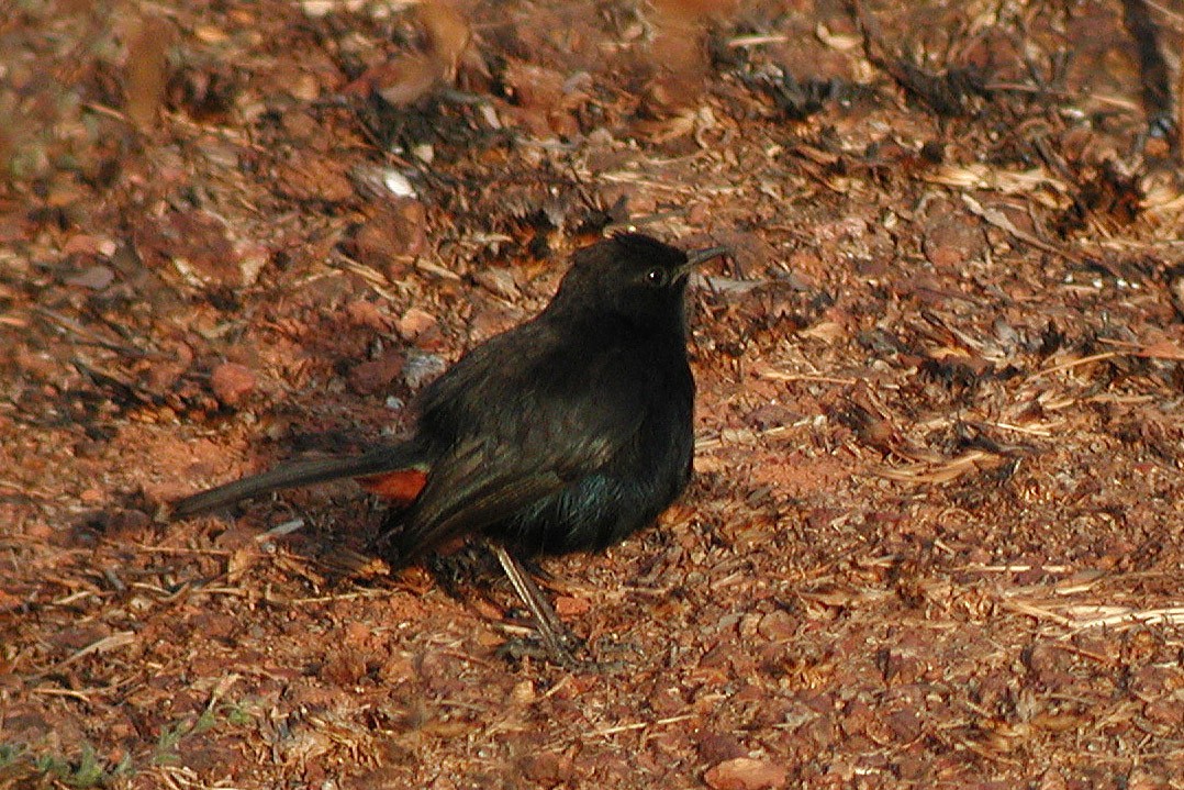Indian Robin - ML323142431