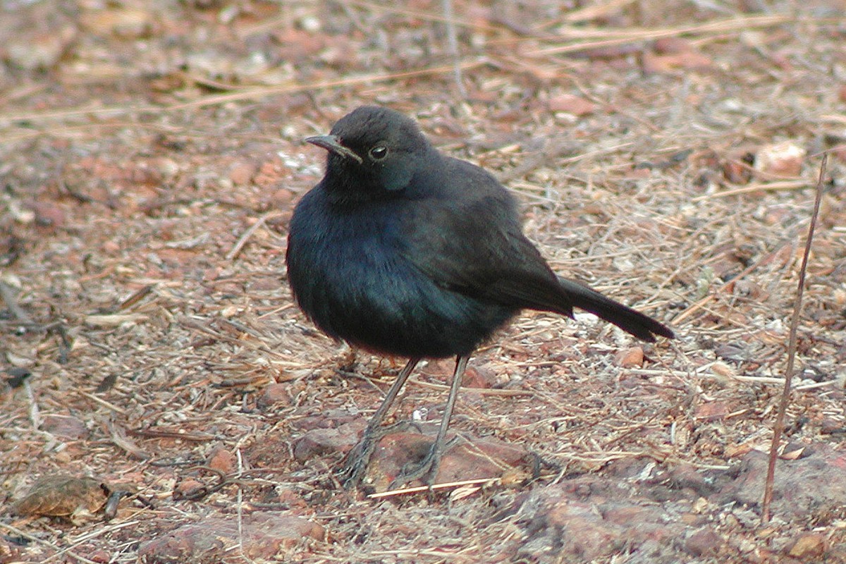 Indian Robin - ML323142501