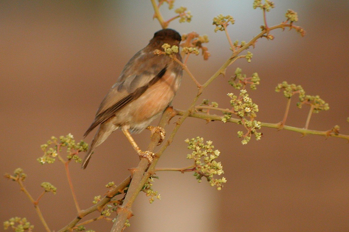 Brahminy Starling - ML323142971