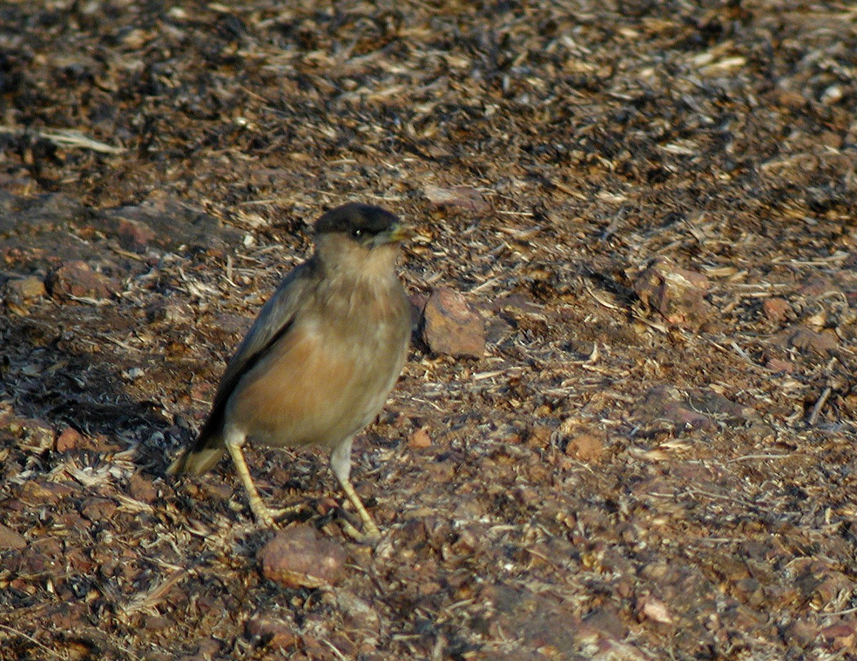 Brahminy Starling - ML323143021