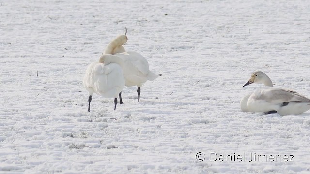 Cygne chanteur - ML323143571