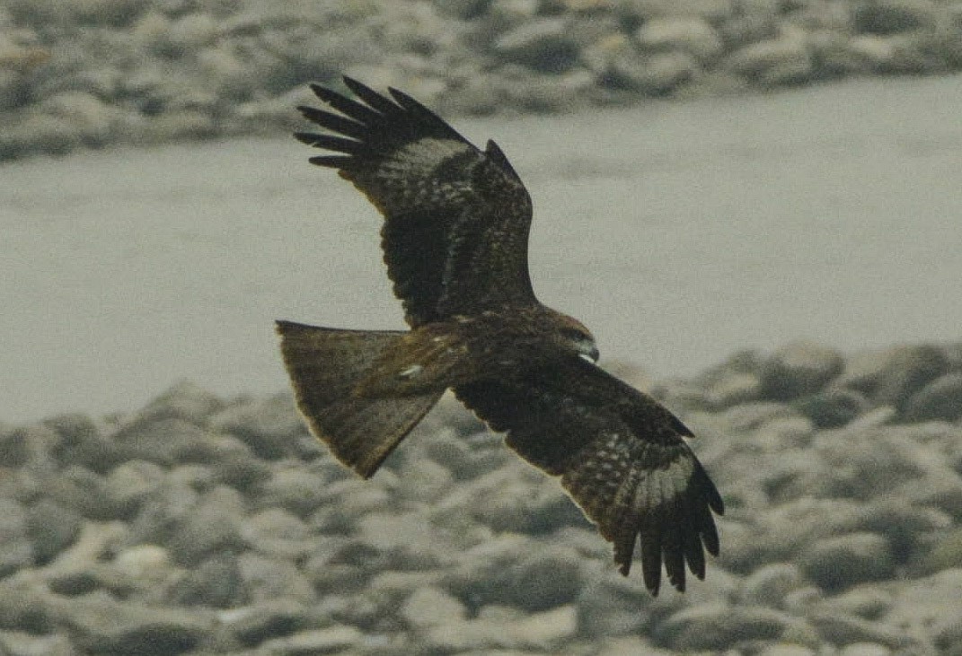 黑鳶(黑耳) - ML323143681