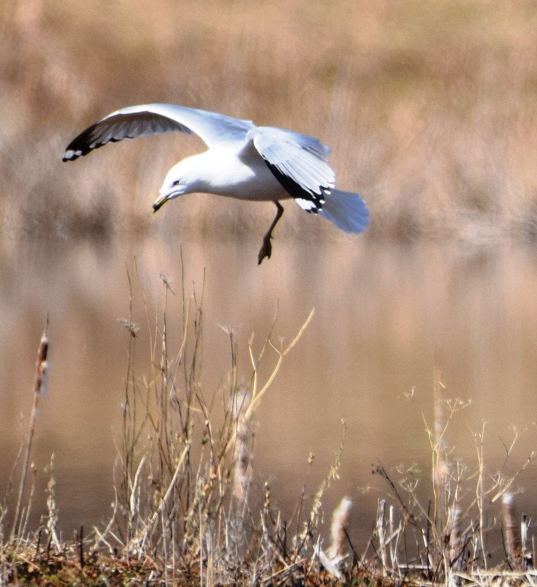 Ring-billed Gull - ML323144821