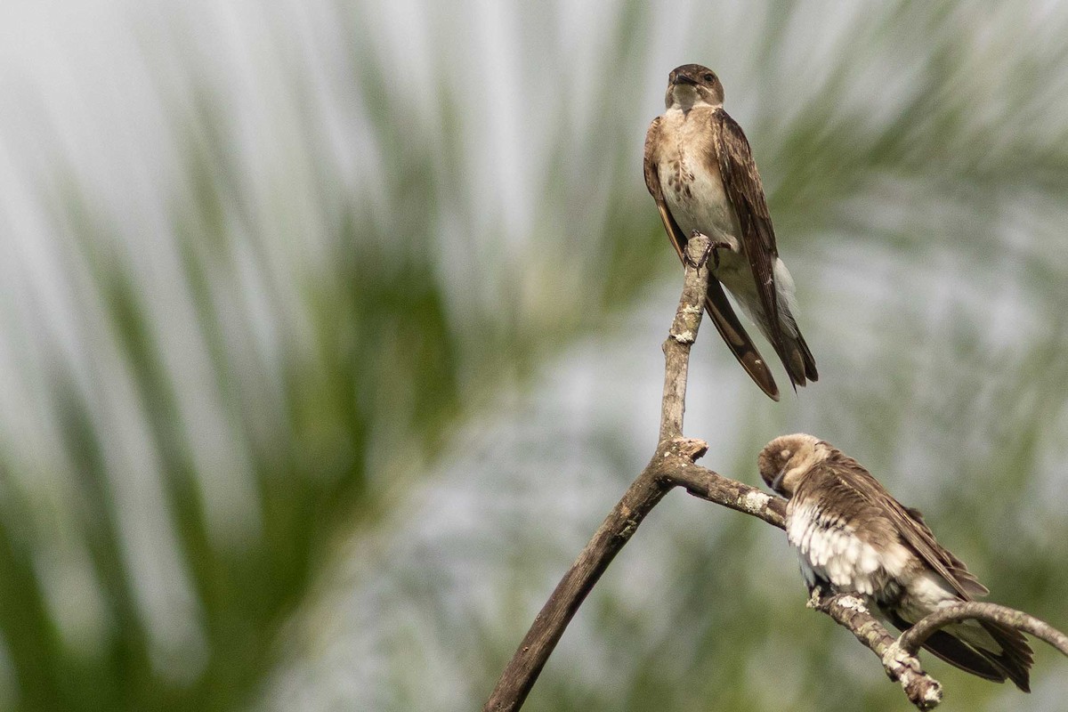 Brown-chested Martin - ML323145011