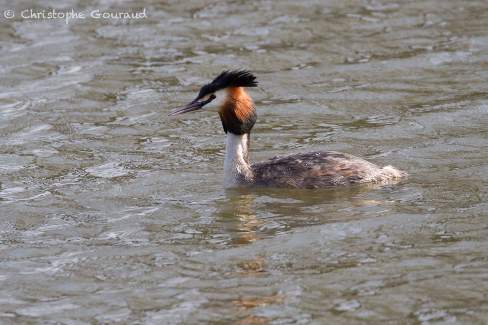 Great Crested Grebe - ML323145501