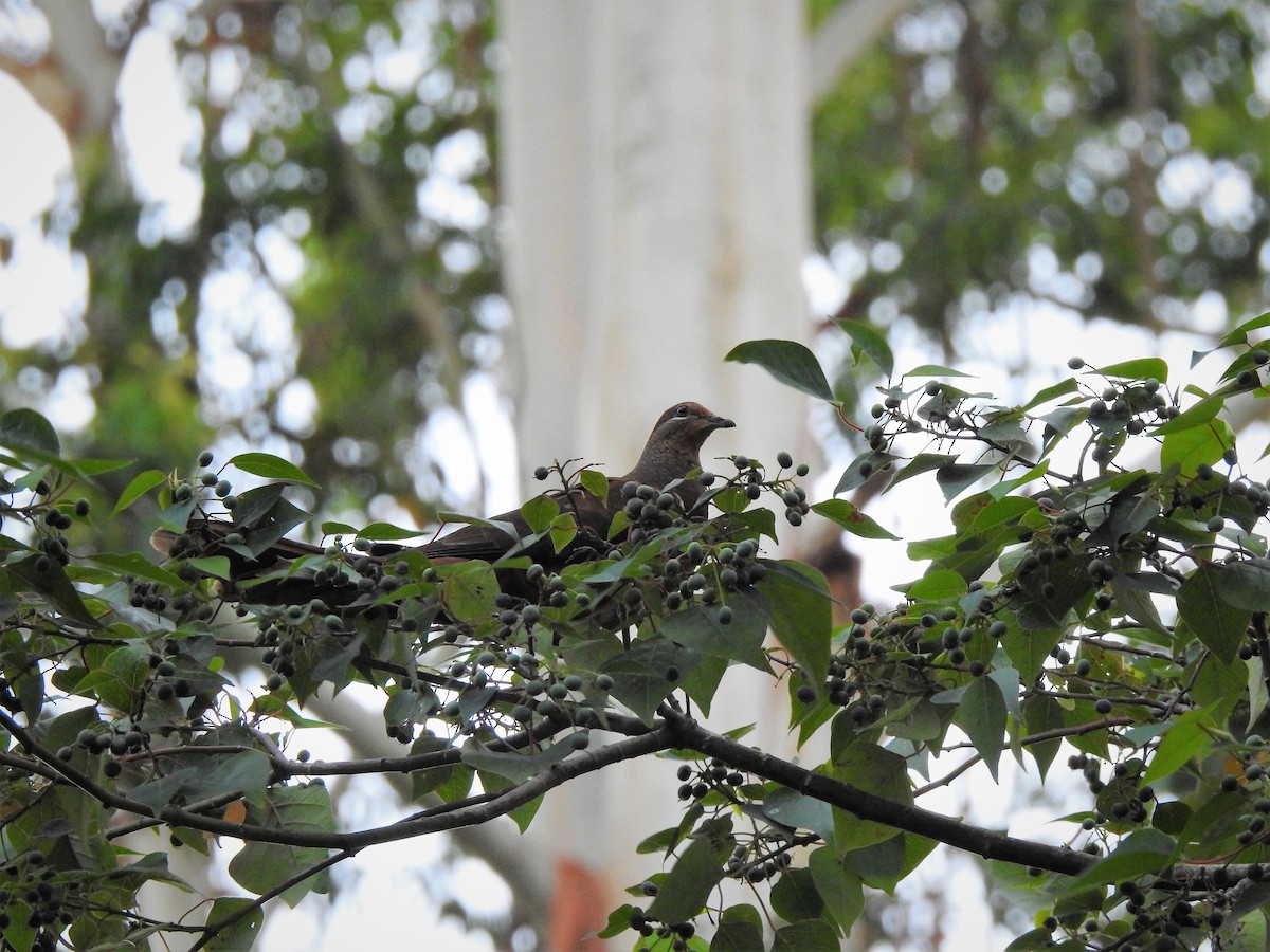 Brown Cuckoo-Dove - ML323145571